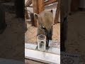 アニタッチ 東京ドームシティ もぐもぐアカハナグマ アニタッチ 東京ドームシティ アカハナグマ cute zoo red coati animals