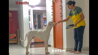 Bheem 16 months old Rajapalayam Puppy Dog Protection Instincts.