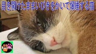 目を開けたままいびきをかいて爆睡する猫