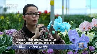 [中国三农报道]丰收节·粤字号：“马卡龙”色蝴蝶兰如何养成？|农业致富经 Agriculture And Farming