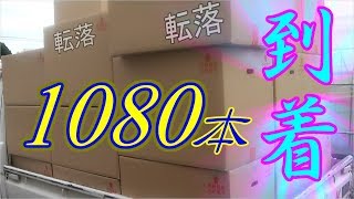 楽しいきゅうり定植!!シャテさん夫妻、トイボックスさん!!本日はお疲れ様でした!!／きゅうり農家／きゅうり栽培／愉快なshata農園