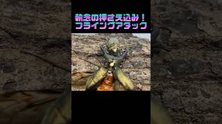 ［ゴージャス対決］エラフスホソアカクワガタVSオウゴンオニクワガタ　［クワガタ相撲 #shortvideo ］