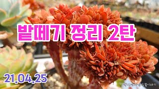 [21.04.25]밭떼기 2탄 ㅡ판매완료