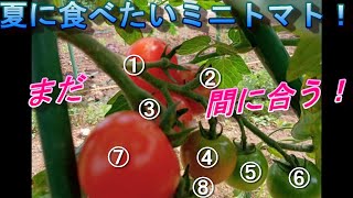 【大収穫の予感！？】4月に植えたミニトマト🍅の苗が2か月でこれぐらい成長しました！