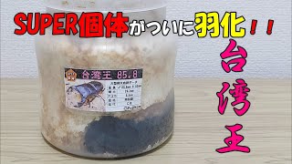 【大型？】タイワンオオクワガタのSUPER個体「台湾王85.8」の成虫を菌糸ビンから掘り出してみた！！【カブトムシ・クワガタ】