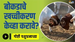 बर्डीझो कॅस्ट्रेटर वापरून करा बोकडाचे खच्चीकरण । Castration In Goat Buck | ॲग्रोवन