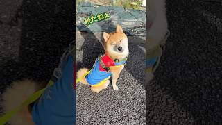 柴犬がお散歩中に見つけた小さな秋は…Shiba Inu finds autumn during a walk