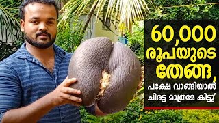 60,000 രൂപയുടെ തേങ്ങ, പക്ഷേ വാങ്ങിയാൽ ചിരട്ട മാത്രമേ കിട്ടൂ\