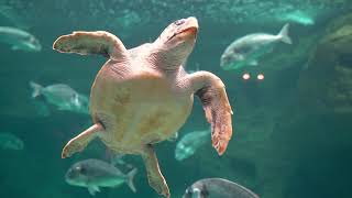 Cute turtles #turtles #top #god #beautiful #subscribe #comment