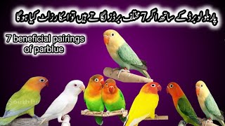 most beneficial pairings of parblue||how to breed parblue lovebird