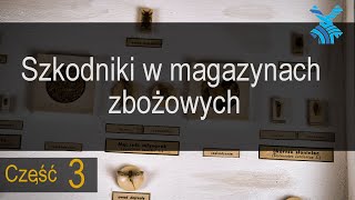 Szkodniki w magazynach zbożowych- cześć 3