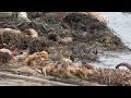 pectoral sandpiper