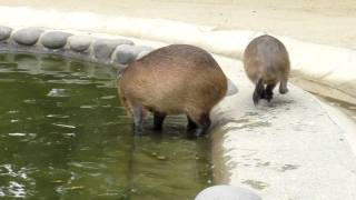 カピバラ　（海の中道海浜公園編）仔カピの挑戦③