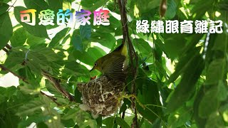 Taiwanese White-eye 可愛的家庭 - 綠繡眼育雛記 *爸媽保護下的孩子真幸福！寶寶頻張嘴喊肚子餓！台北植物園 *捷運小南門站 或公車262到中正一分局站