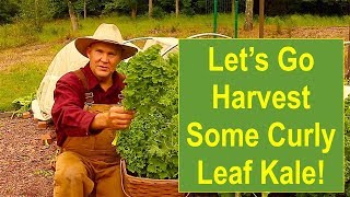 Let's Go Harvest Some Curly Leaf Kale!