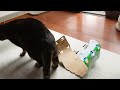 ビール箱で遊ぶねこ。 maru plays with beer boxes.