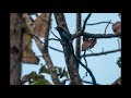 greater racket tailed drongo calling