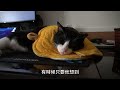 賓士貓小肉肉 肉肉的人造輸尿管不塞了！ the cat s condition took a favourable turn.