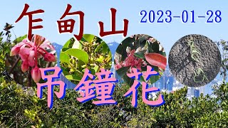 2023-01-28乍甸山吊鐘花