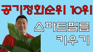 공기정화식물 10위 스파트필름 수경재배로 키우기