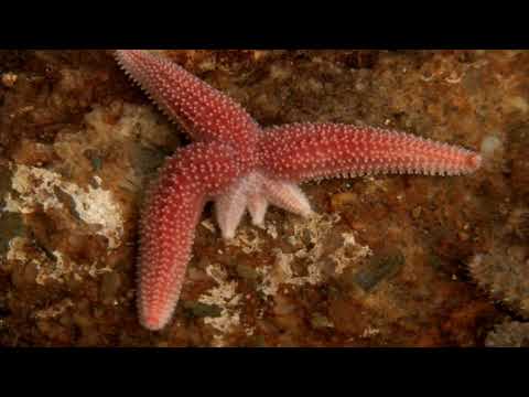 Why do starfish regenerate arms?