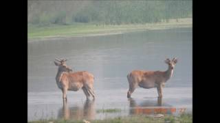 Bardiya wild life Nepal