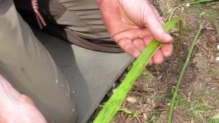 Natural Cordage. Stinging nettles. Making natural string from nettles.