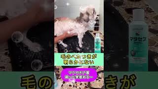 シャンプーされるシーズー犬バル君 #シーズー