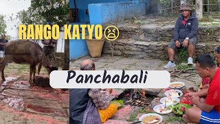 Panchabali puja ma jada  #traditional way of village life❤️