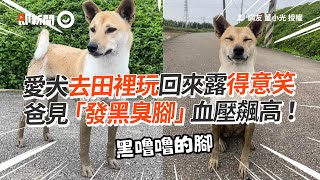 愛犬玩完泥巴得意笑！爸見「發黑臭腳」飆血壓｜寵物動物｜米克斯｜泥巴｜看新聞