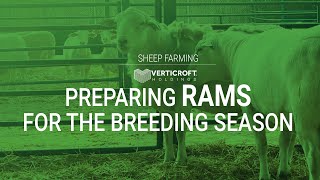 Preparing RAMS For The Breeding Season | Sheep Farming | Verticroft Holdings | Ryan Singlehurst