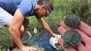 Rescuing BABY TURTLES From HUNGRY Pond EATERS!!