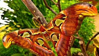 🦋🦋🦋 Найгарніші метелики світу. Відео про гарних метеликів. Beautiful Butterfly