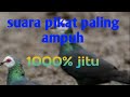 pikat merpati hutan 100%paling jitu