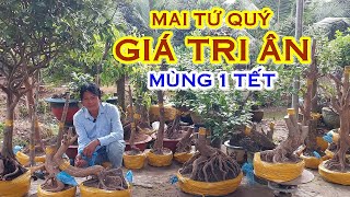 THÁI BẰNG 📲 O9O9766359 GIÁ TỐT - MAI TỨ QUÝ DÁNG ĐẸP GIAO LƯU NGÀY 29/01 \