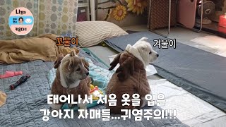 태어나서 처음입어보는 옷에 당황한 강아지 자매 귀염주의!!!#반려동물 #cutepets#레전드영상