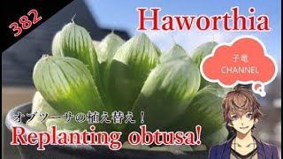 【ハオルチア】大石オブツーサの植え替え！