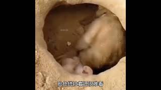 开始整活 固执是小猴子的自信，它要一赌到底。动物世界看人生百态 猴子 动物的迷惑行为 小猴子 看一遍笑一遍