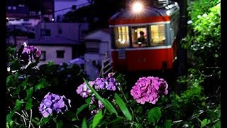 箱根登山鉄道でアジサイのライトアップ