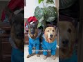 養了壹只金毛和壹只德牧，是壹種什麽體驗？#goldenretriever #doglover #shorts