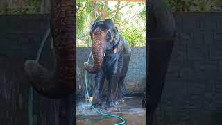 #elephantselfbathing#elephantbath#ആനക്കുളി