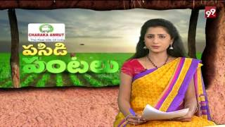 99TV PASIDI PANTALU-SHEEP AND GOVT ASSOCIATE CHAIRMAN P.CHANDRAREDDY SPECIAL INTERVIEW