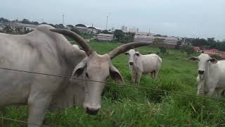 Ins Alta Loma Terrace - Wes Hutchinson Country Instrumental Gado Vaca e Cavalo Vida De Peão
