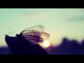 Sam Feldt x Lucas & Steve ft. Wulf - Summer On You
