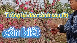 TRỒNG LẠI ĐÀO CẢNH SAU TẾT CÀN BIẾT