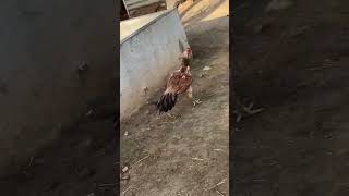 పెట్ట మార్ పుంజు టాప్ క్వాలిటీ #aseelmurga #rooster #fighter #murga #hen #pandemkollu #like #share