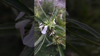 ঔষধী গাছ, ধুলপি, Lucas aspera, Medicinal Plant, শ্বেতাদ্রোণ, দন্ডকলস, ধুলফি, ভেষজ গাছ, কানশিশা