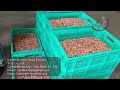 cashew nut processing cashew nut processing machine modern automatic cashew nut processing plant