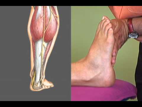 Noi Neurodynamics Youtube