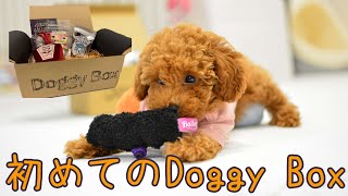 初めてのDoggy Boxをトイプードルの子犬にあげてみました！